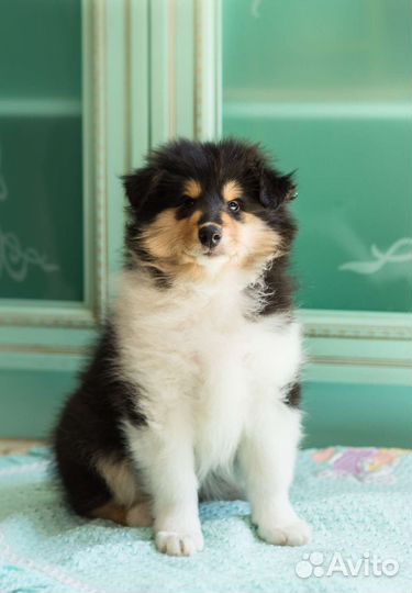 Колли длинношерстный щенки