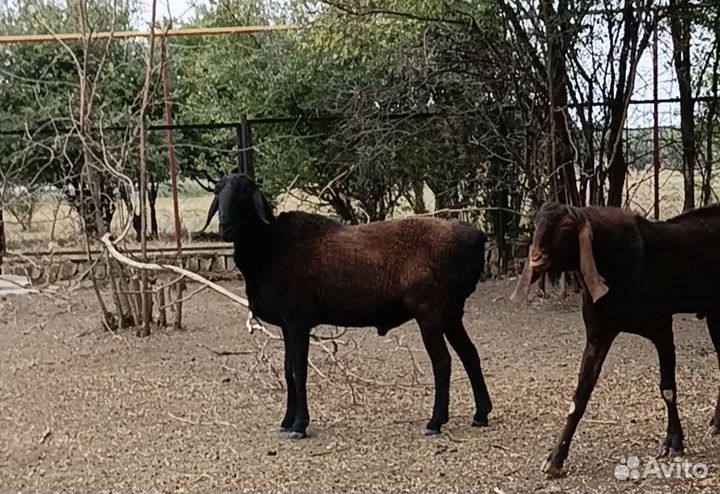 Баран гиссарский