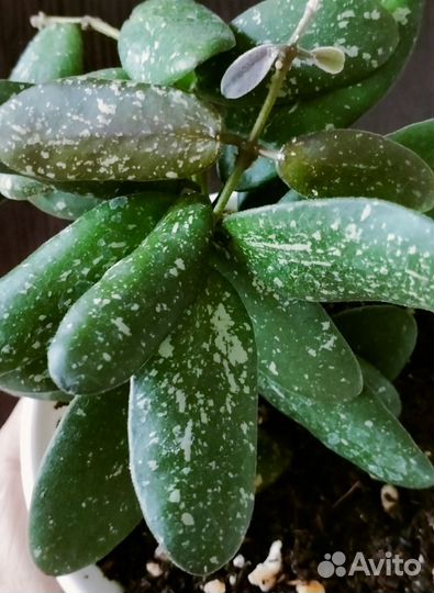 Хойя Верстеги и другие