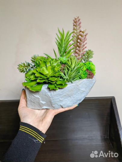 Суккуленты. Растения в кашпо. Декор. Подарок, от