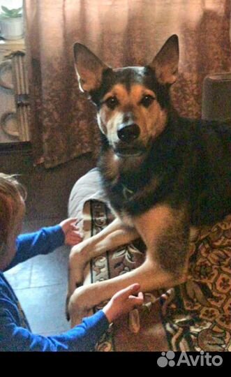 Собака в дар