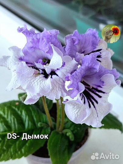 Детки сортовых стрептокарпусов