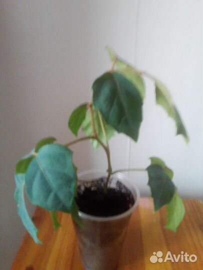 Циссус березка