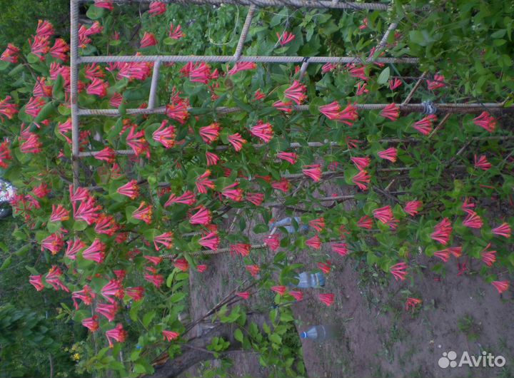 Декоративные плетущиеся растения для сада