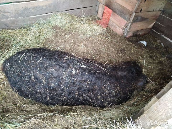 Венгерская мангалица поросята