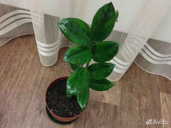 Замиокулькас