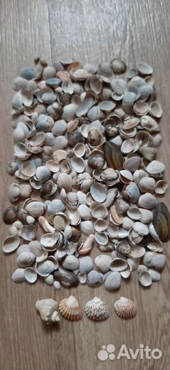 Ракушки декоративные маленькие