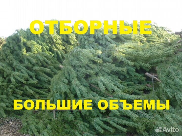Сосны елки живые оптом