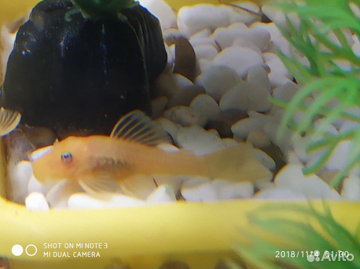 Красивые сомы L144, есть вуальки - Стрекоза