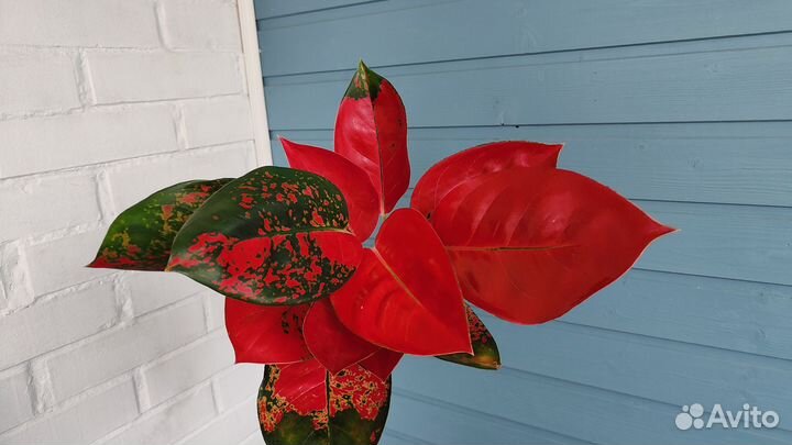 Аглаонема Chang daeng big leaves