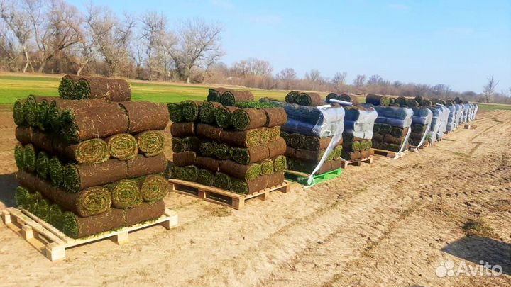 Рулонный газон Краснодар Питомник под ключ