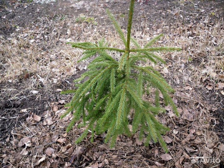 Сосна, чубушник, ель, каштан