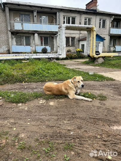 Собака алабай в добрые руки бесплатно