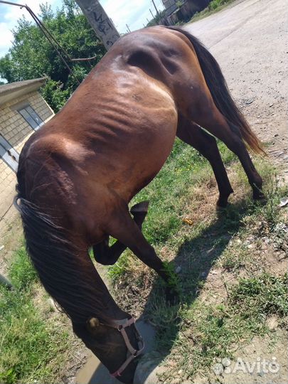 Лошадь жеребец