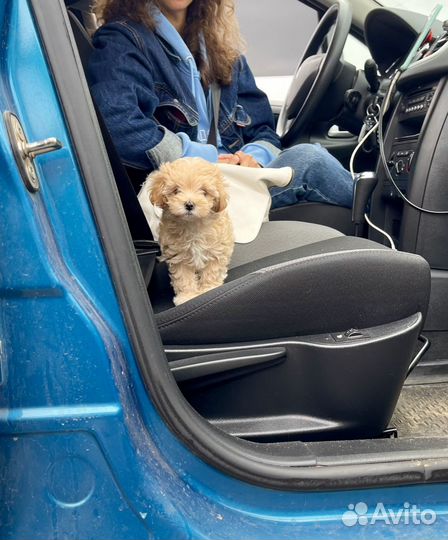 Мальтипу f1 мини девочка, москва