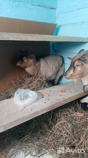 Коза камеруская