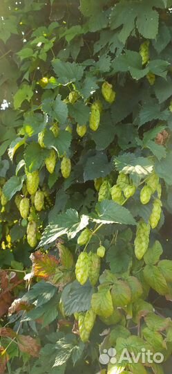 Хмель. Шишки