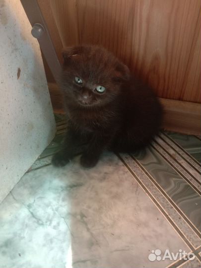 Шотландские котятки