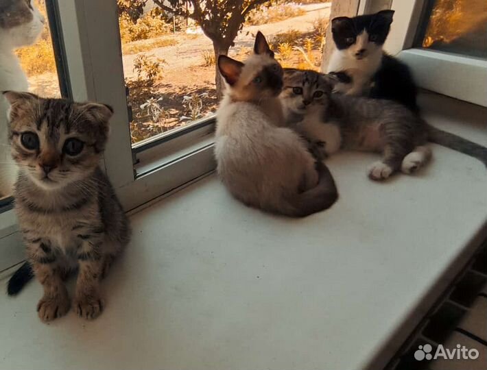 Котята в добрые руки