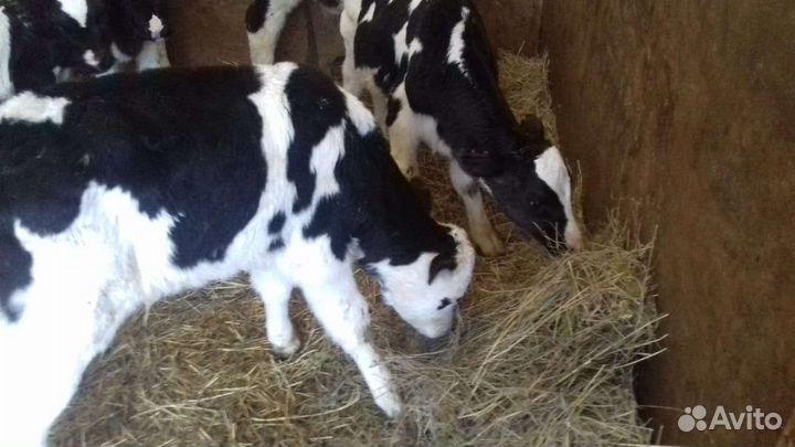 Бычки 1-2месяца