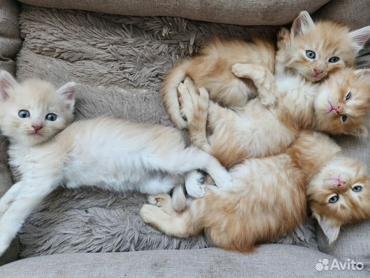 Кошка в дар