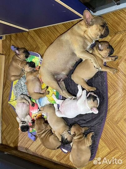 Французский бульдог