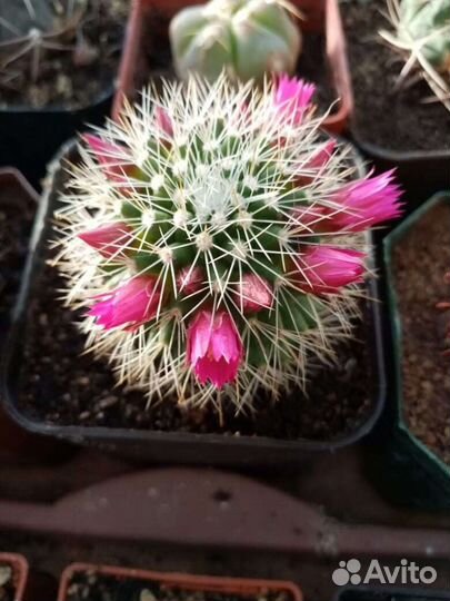 Кактусы и суккуленты