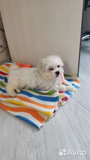 Мальтийская болонка (Мальтезе)