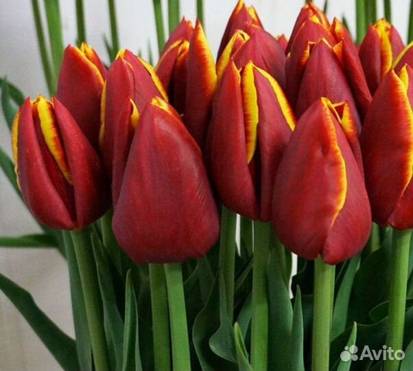 Букет из тюльпанов