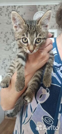 Кошка в дар