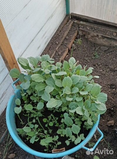 Продам домашнюю капусту
