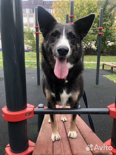 Собака в добрые руки