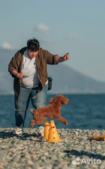 Передержка собак Индивидуальная