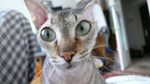 Кастрация кота на дому. Город и область