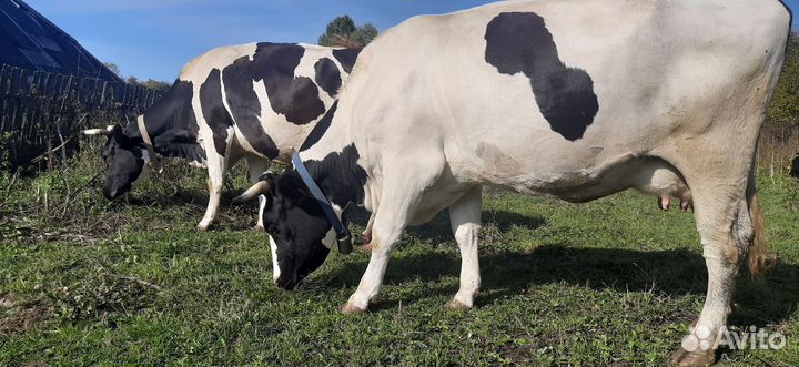 Корова на мясо