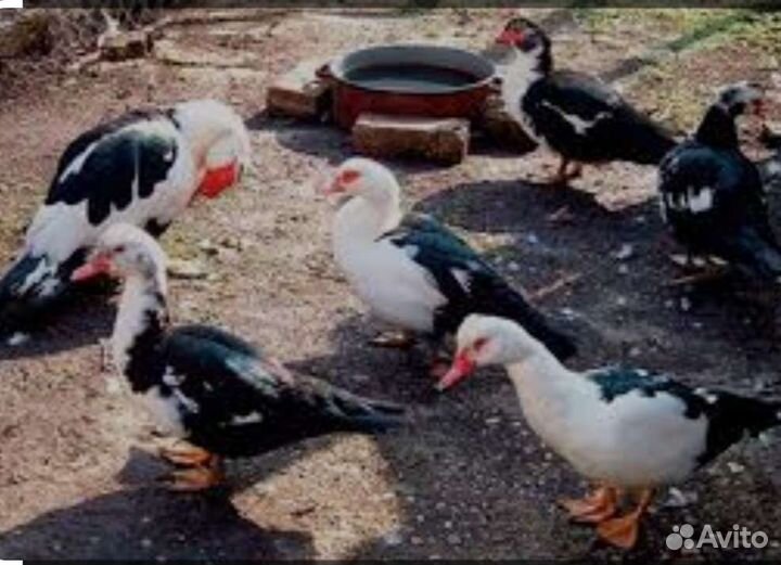 Индоутка мускусная утка