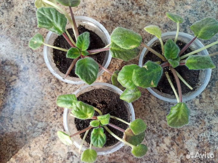 Фиалка, детки