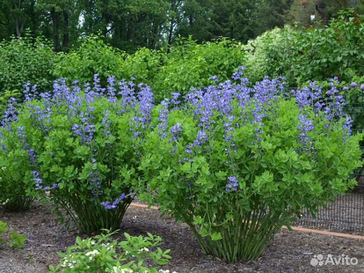 Многолетние цветы для сада