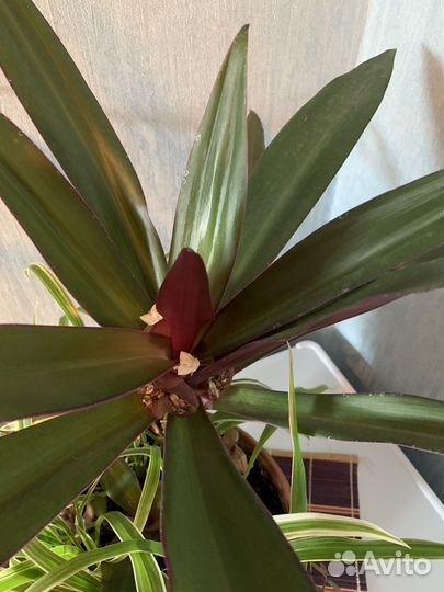 Рэо. Ладья Моисея