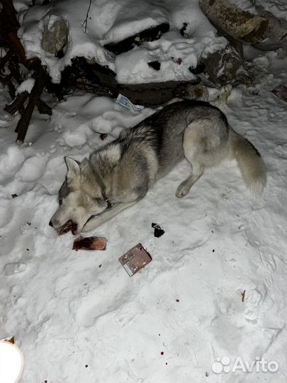 Добрая собака,заберите хозяева с ленина 46 б