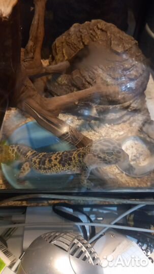 Эублефар со всем необходимым