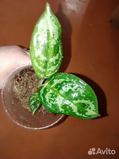 Комнатные растения