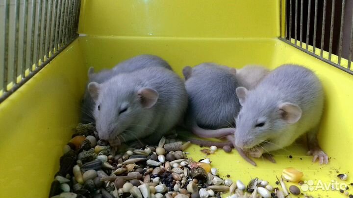 Крысята Дамбо. Крысы голубые и светло-бежевые