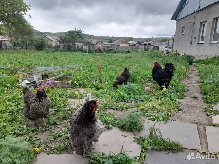 Цыплята породы брама