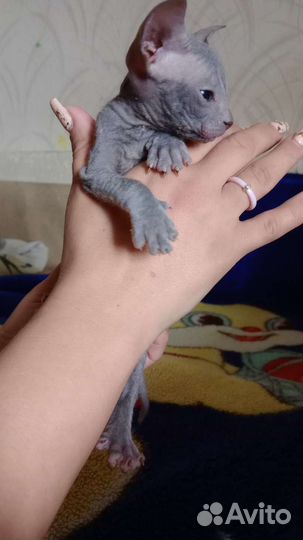 Донской сфинкс котята