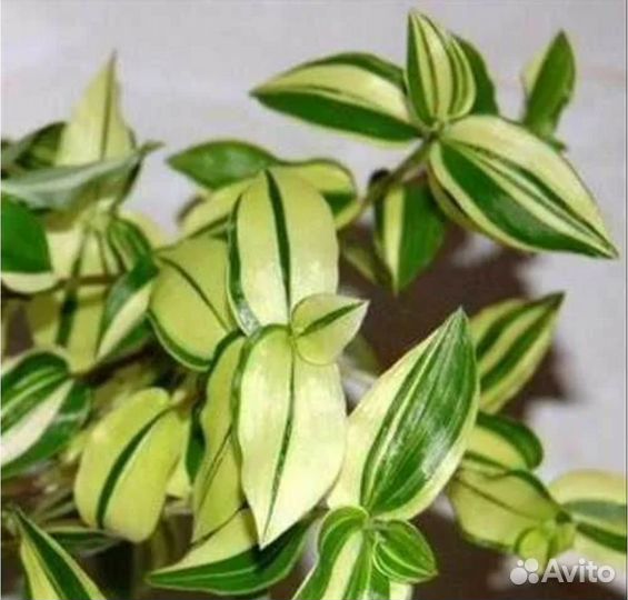 Комнатные растения цветы