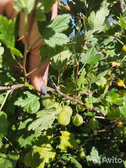 10.07 Клубника родительская 5л привезла в город