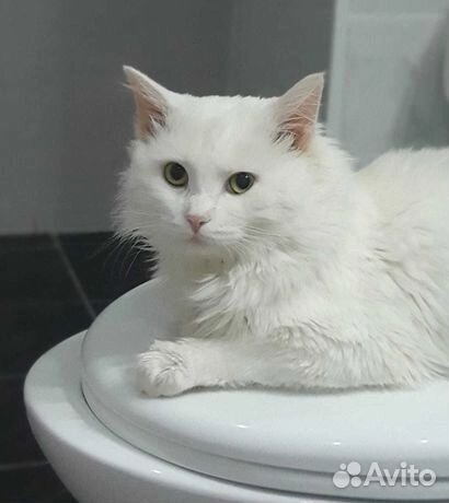 Котик Снежок