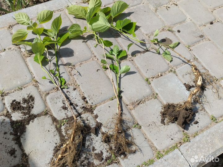 Гортензия древовидная Анабель