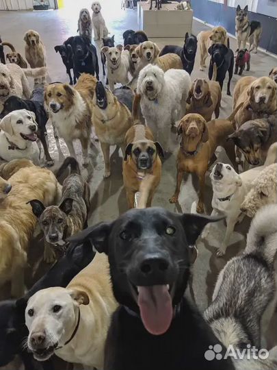 Много собак дворняжек (приют)